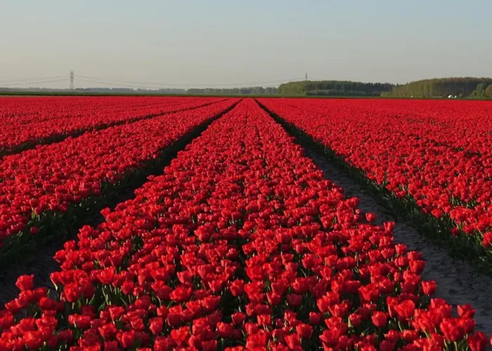 Vakantiehuis De Linden Egmond aan Zee
